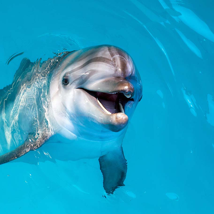 Crystal Aquamarine Connection Item