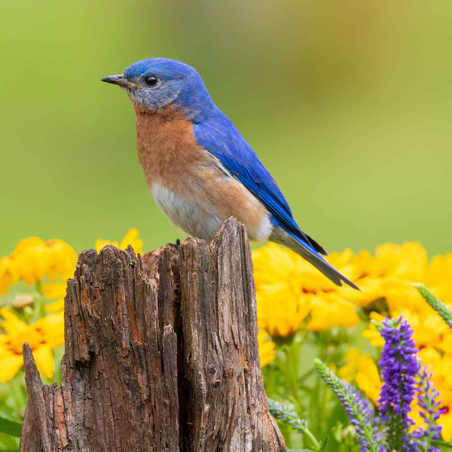 Crystal Blue Apatite Connection Item