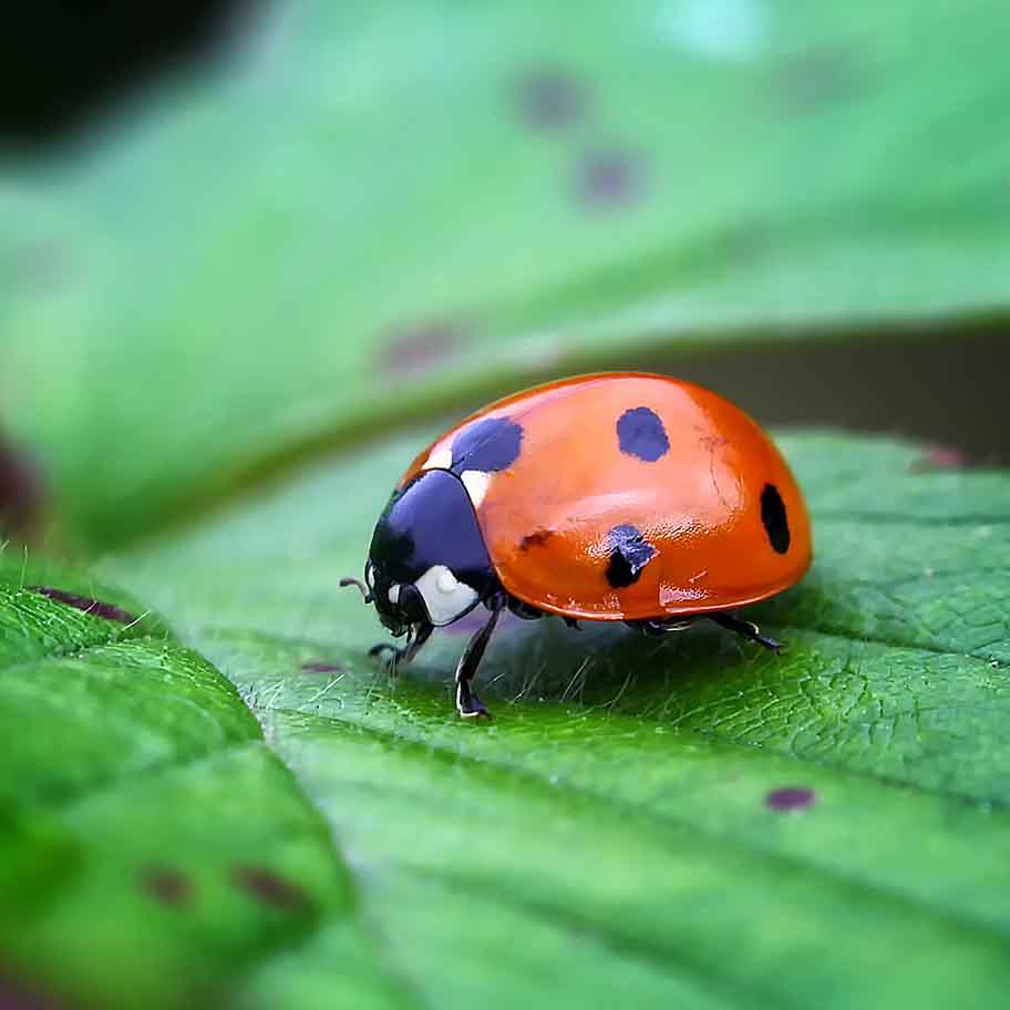 Crystal Green Aventurine Connection Item