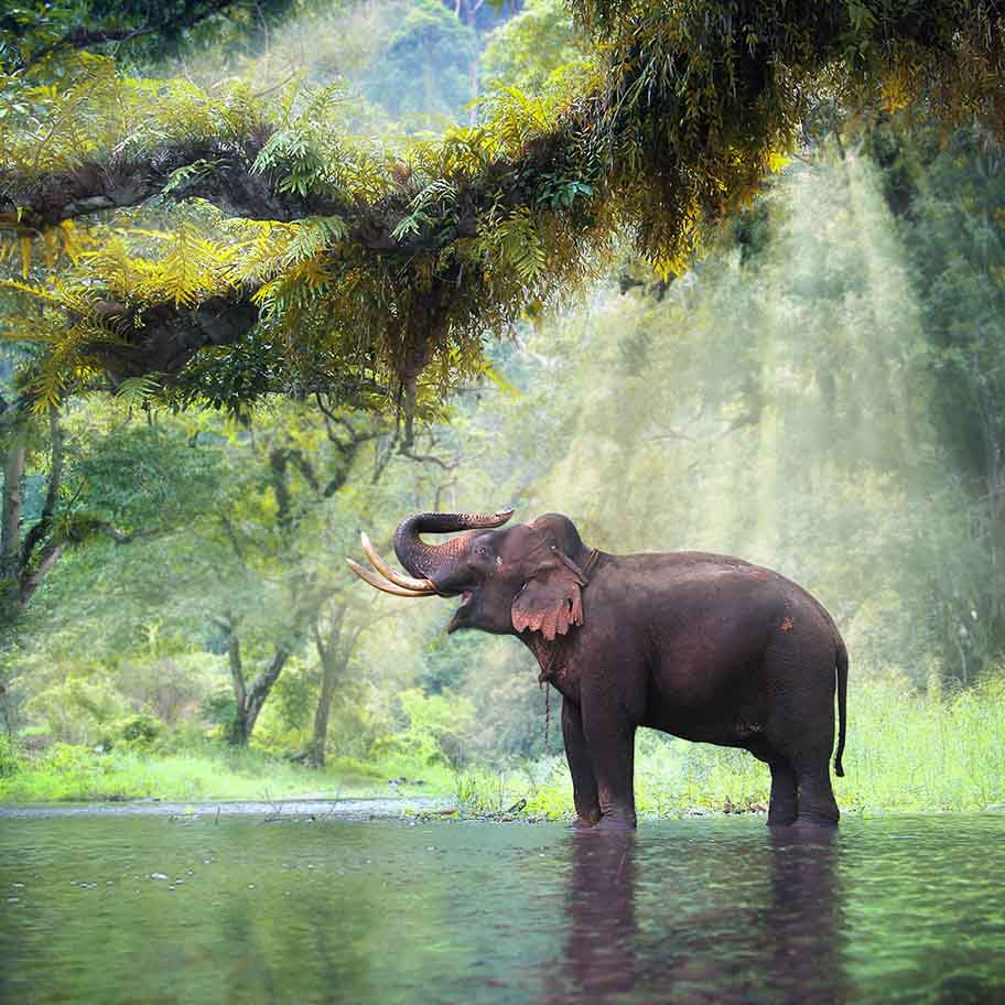 Crystal Red Jasper Connection Item