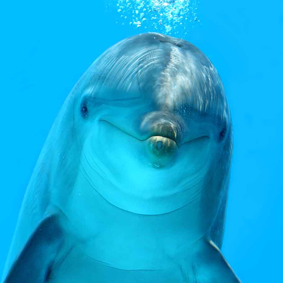 Crystal Blue Lace Agate Connection Item