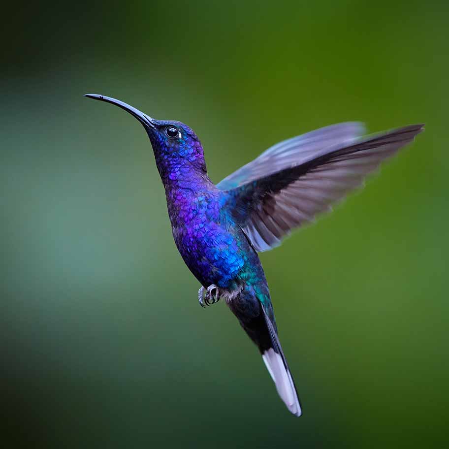 Crystal Rhodochrosite Connection Item