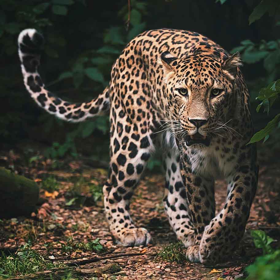 Crystal Leopardskin Jasper Connection Item