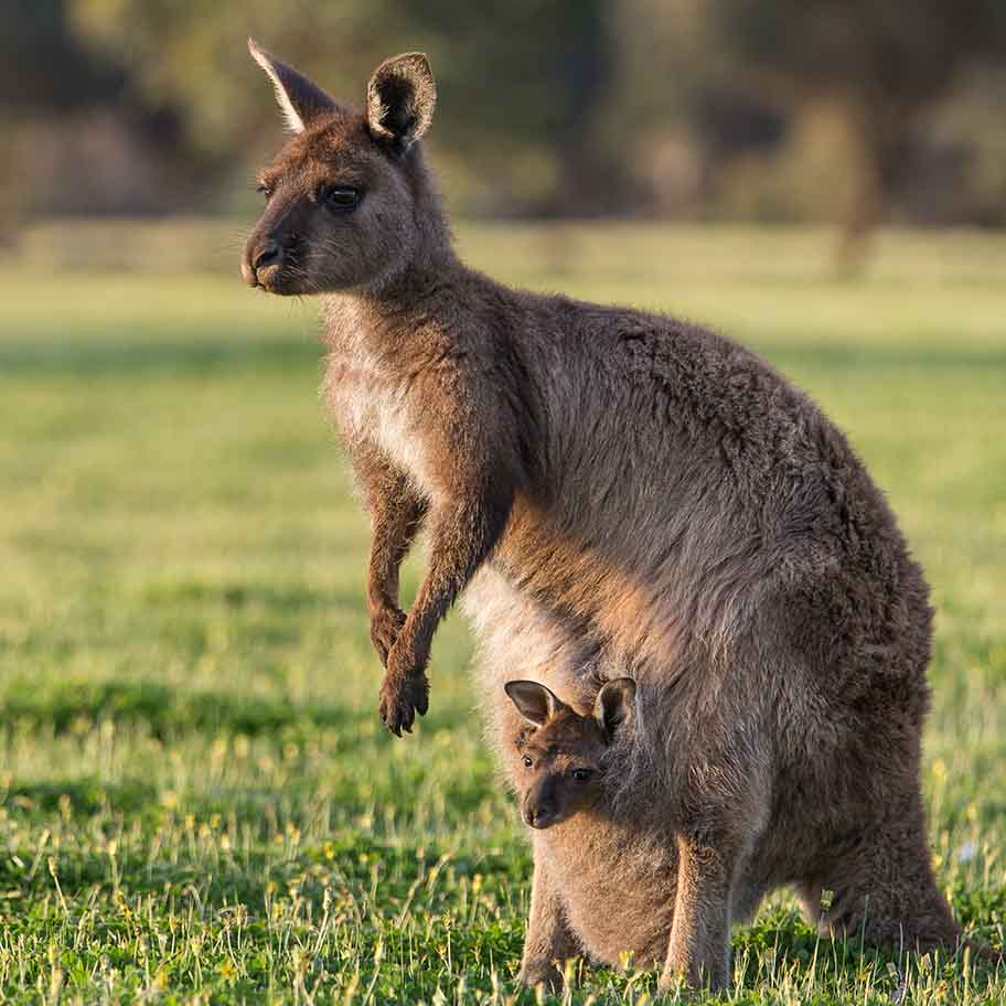 Crystal Mookaite Connection Item