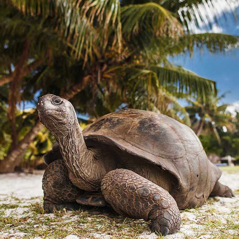 Crystal Moss Agate Connection Item