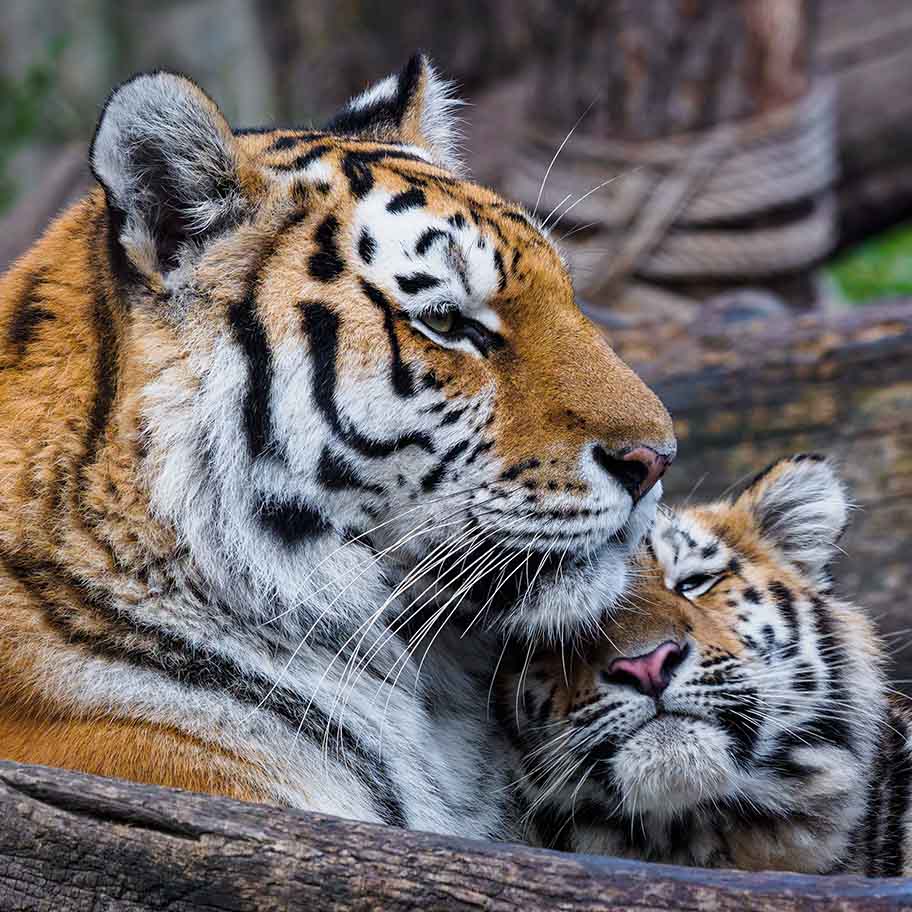 Crystal Amber Connection Item