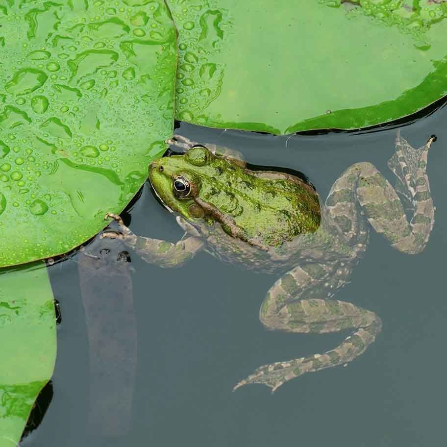 Crystal Prehnite Connection Item